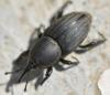 Sphenophorus abbreviatus